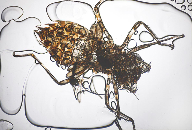 Hyungsub Shin, Mosquito Serenade, 2016, pigment print, 61.5x90 cm